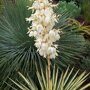 Yucca filamentosa Color Guard bloemen